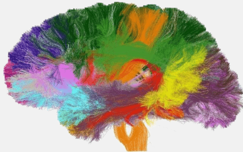 brain of psychology